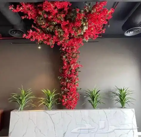 شجر سنايع ورد أي نوع فصل انشاءالله 0