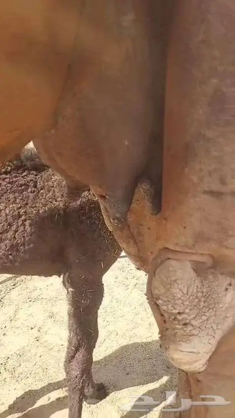 خلفه هديه تحتها قعود 3