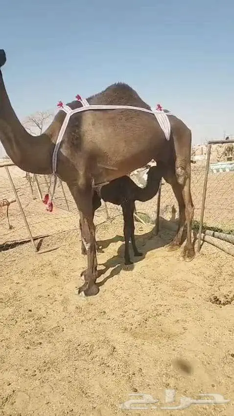 خلفه هديه تحتها قعود 2