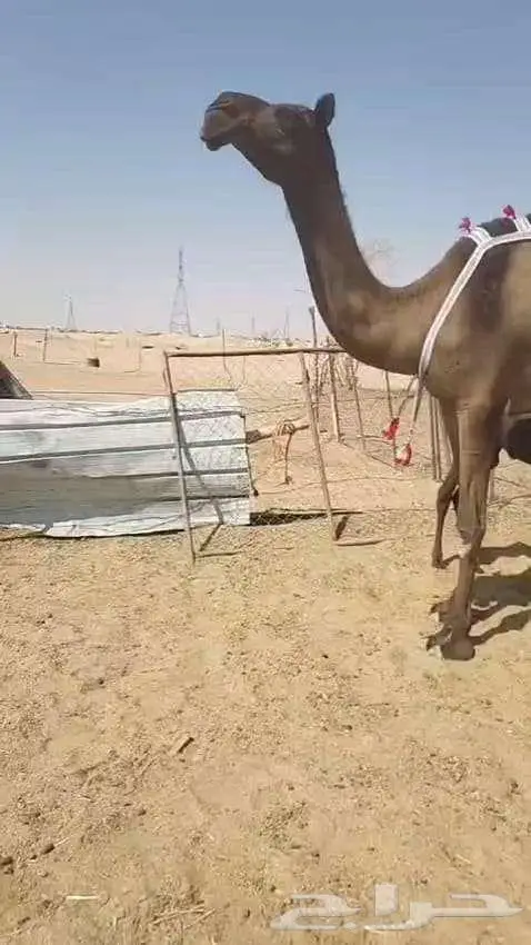 خلفه هديه تحتها قعود 1