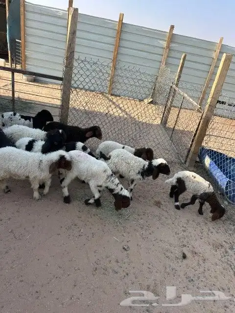 دواغير نعيم العدد 11 فيها (7 خرفان 4 رخال ) 5