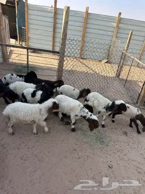 دواغير نعيم العدد 11 فيها (7 خرفان 4 رخال ) 8