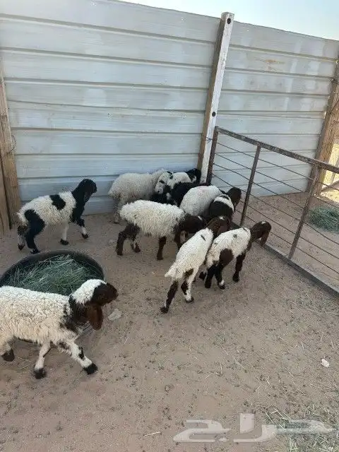 دواغير نعيم العدد 11 فيها (7 خرفان 4 رخال ) 10