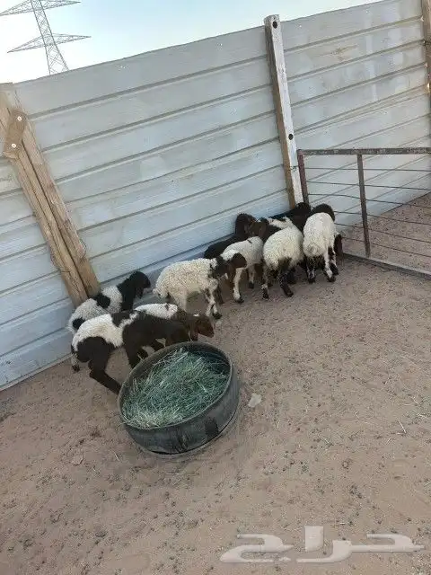 دواغير نعيم العدد 11 فيها (7 خرفان 4 رخال ) 3