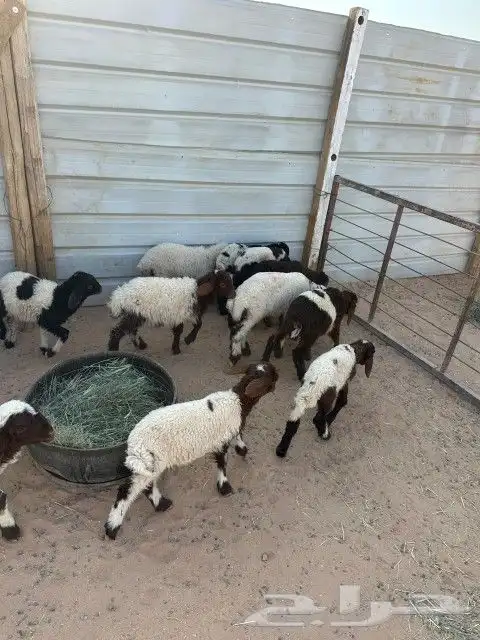 دواغير نعيم العدد 11 فيها (7 خرفان 4 رخال ) 11