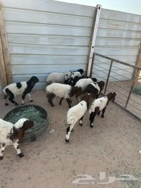 دواغير نعيم العدد 11 فيها (7 خرفان 4 رخال ) 12