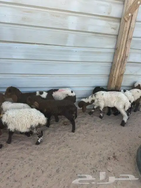 دواغير نعيم العدد 11 فيها (7 خرفان 4 رخال ) 1