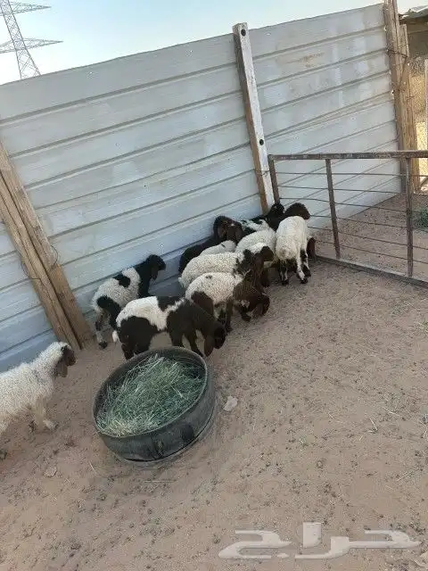 دواغير نعيم العدد 11 فيها (7 خرفان 4 رخال ) 4