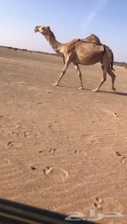 لقحه حمرا وضروبتين مجاهيم 4