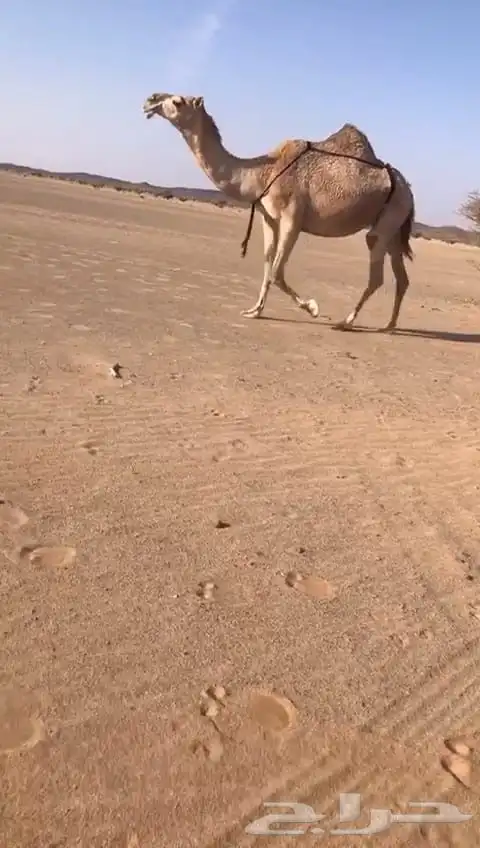 لقحه حمرا وضروبتين مجاهيم 0