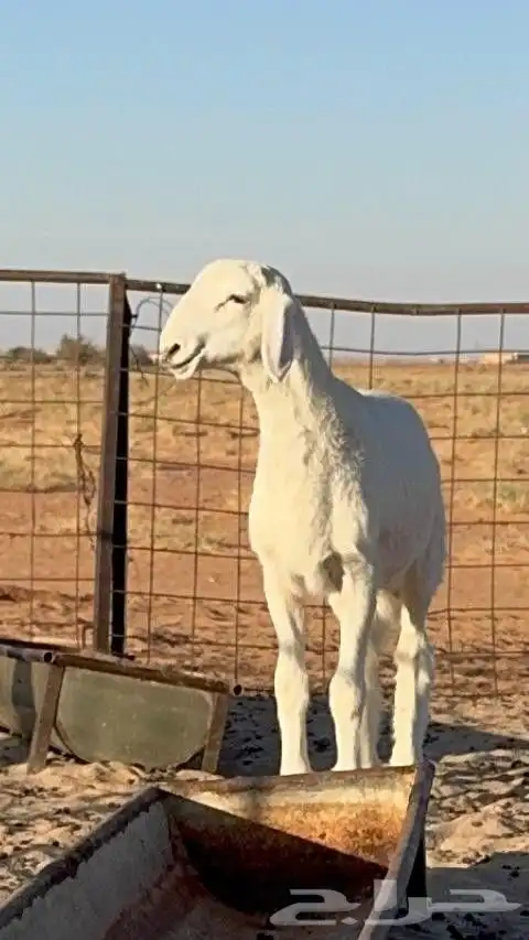 خروف حري مشروع فحل 2