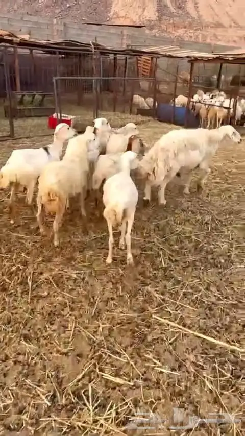 ضأن رفيديه عدد سبع روس 6