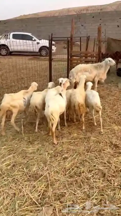 ضأن رفيديه عدد سبع روس 4