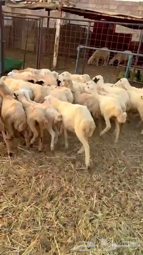 رخال رفيديات بهم تربية من 580 البيع جمله 3