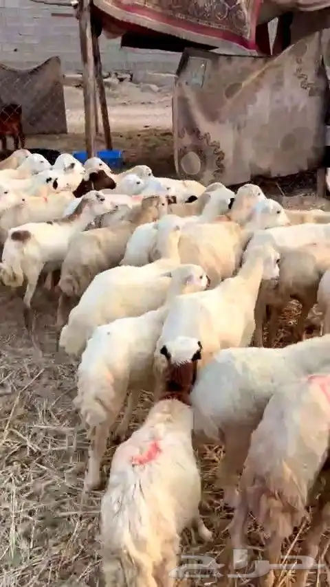 رخال رفيديات بهم تربية من 580 البيع جمله 5