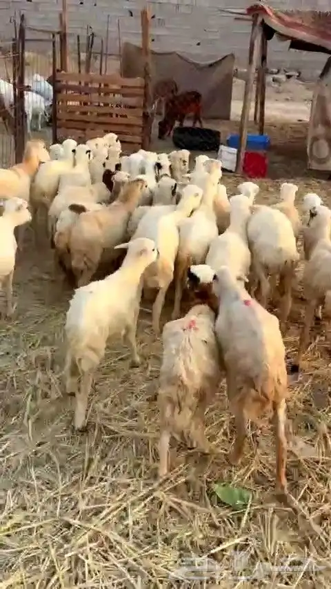 رخال رفيديات بهم تربية من 580 البيع جمله 1