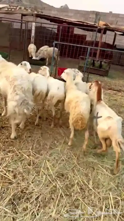 ضأن رفيديه عدد سبع روس 2