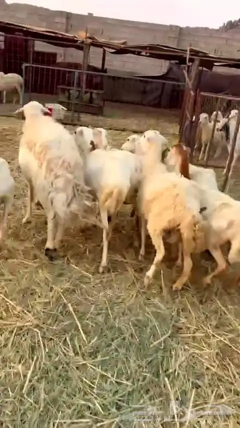 ضأن رفيديه عدد سبع روس 5