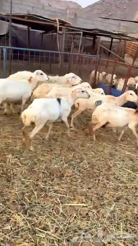 ضأن رفيديه عدد سبع روس 3