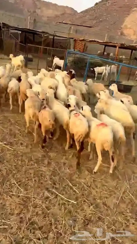 رخال رفيديات بهم تربية من 580 البيع جمله 6