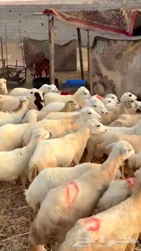 رخال رفيديات بهم تربية من 580 البيع جمله 4