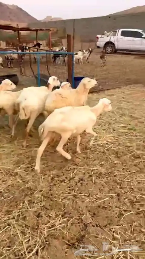 ضأن رفيديه عدد سبع روس 1