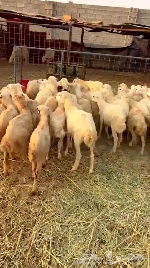 رخال رفيديات بهم تربية من 580 البيع جمله 0