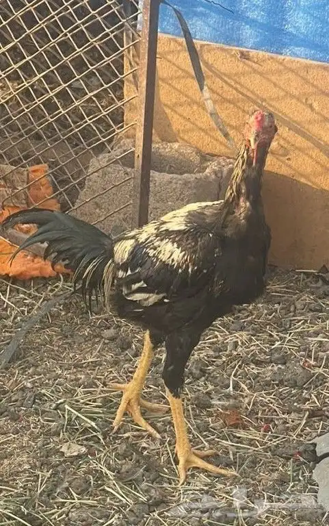 ديكه باكستاني للبيع 0