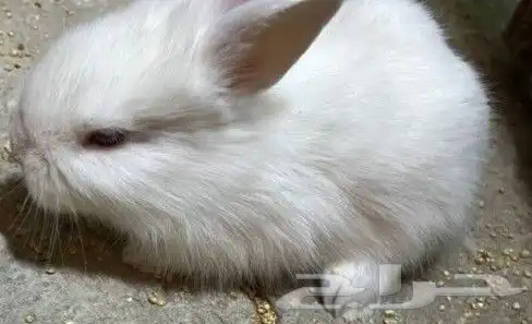 ارنب نوعه فرنسي التوصل الوتساب 0596927 3