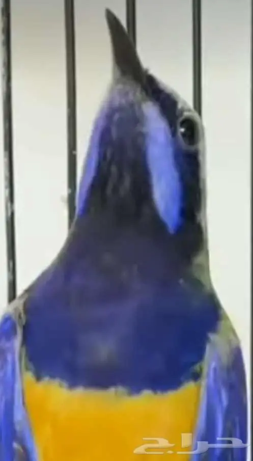 لأصحاب النوادر وهواة الطيور المغردة 4