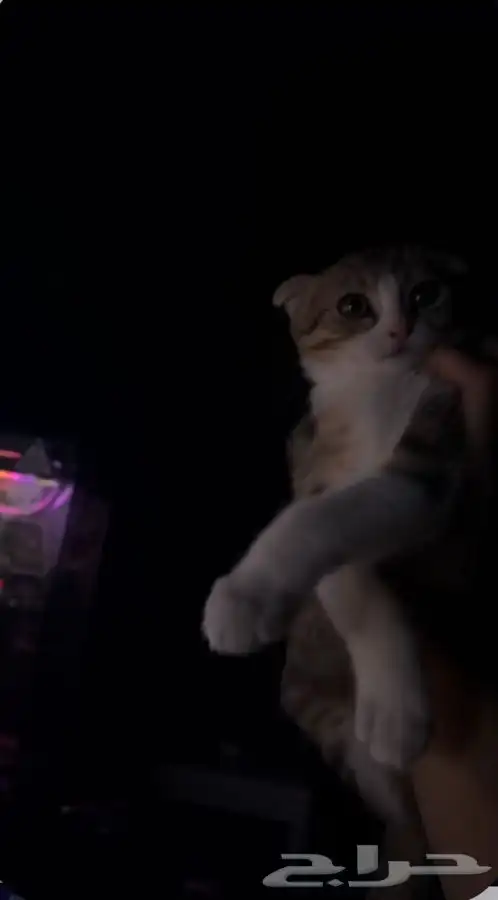 للبيع قطين اذاني مسفوطه  الام سكوتش الاب للامانه ما ادري 0