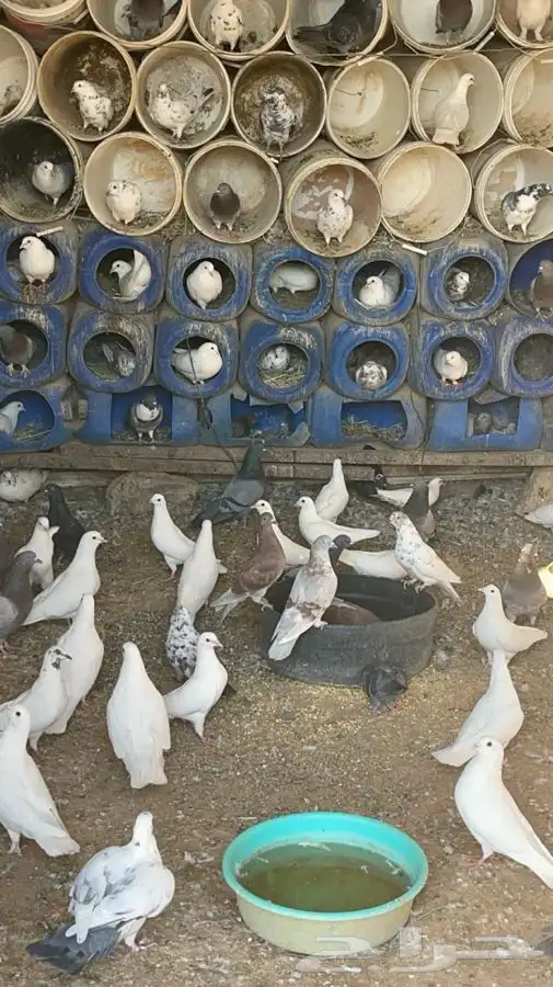 حمام فرنسي العدد 2500زوج واكثر مشروع جاهز البيع عدم التفرغ 0