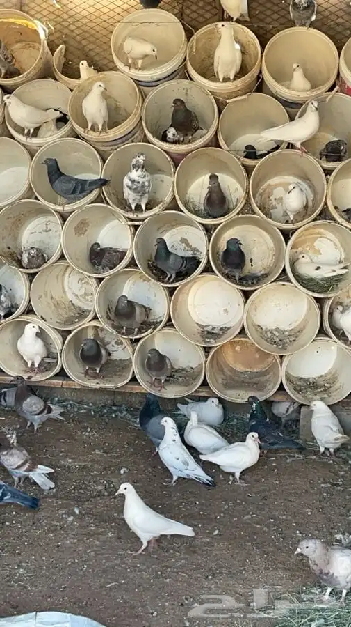 حمام فرنسي العدد 2500زوج واكثر مشروع جاهز البيع عدم التفرغ 2