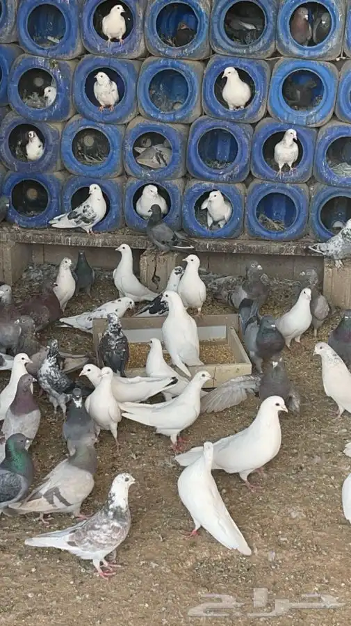 حمام فرنسي العدد 2500زوج واكثر مشروع جاهز البيع عدم التفرغ 1