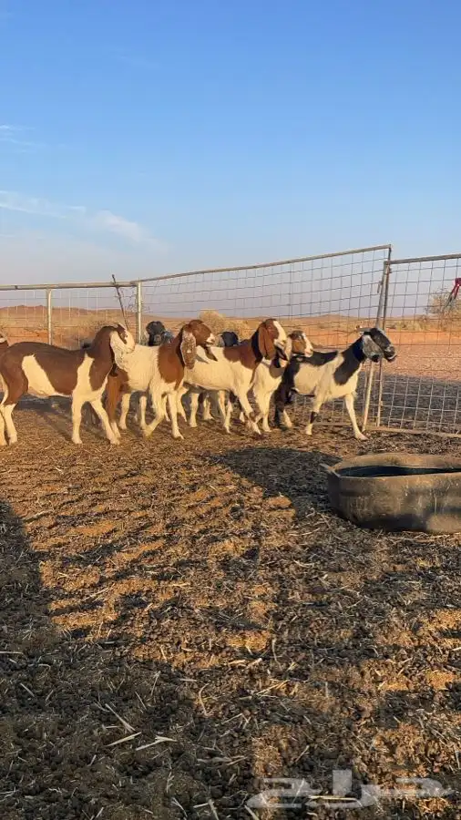 للبيع معزا هجين بورقت 6