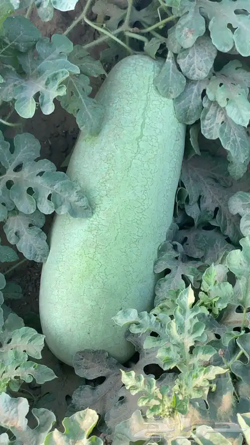 حبحب عثري للبيع 0