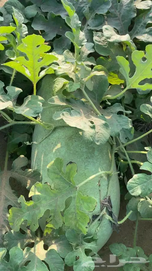 حبحب عثري للبيع 5