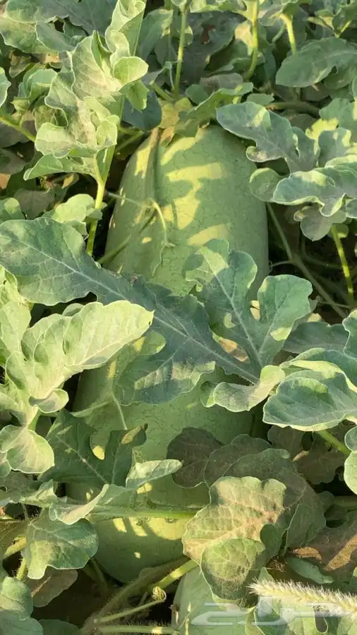 حبحب عثري للبيع 4