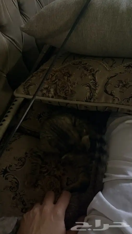 للبيع قطين اذاني مسفوطه  الام سكوتش الاب للامانه ما ادري 3