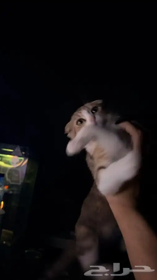 للبيع قطين اذاني مسفوطه  الام سكوتش الاب للامانه ما ادري 4