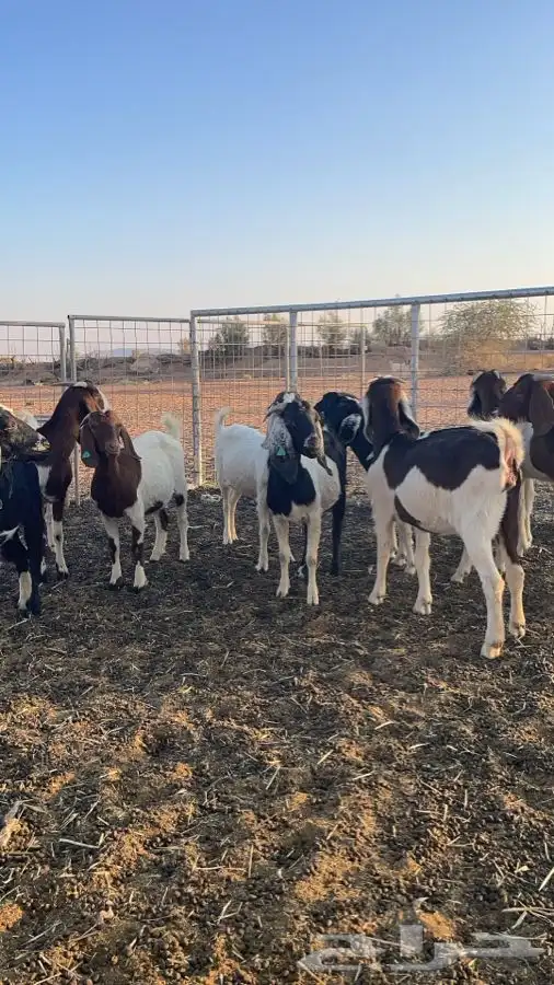 للبيع معزا هجين بورقت 0