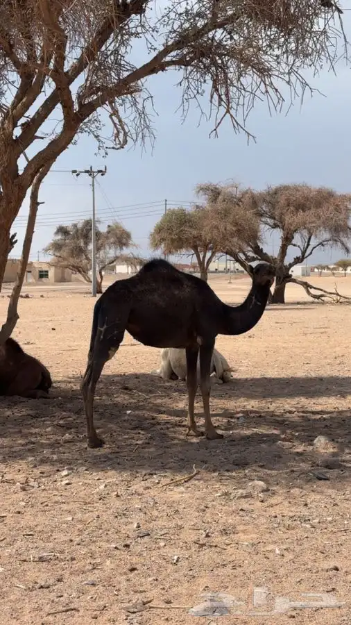 بكره للبيع 1