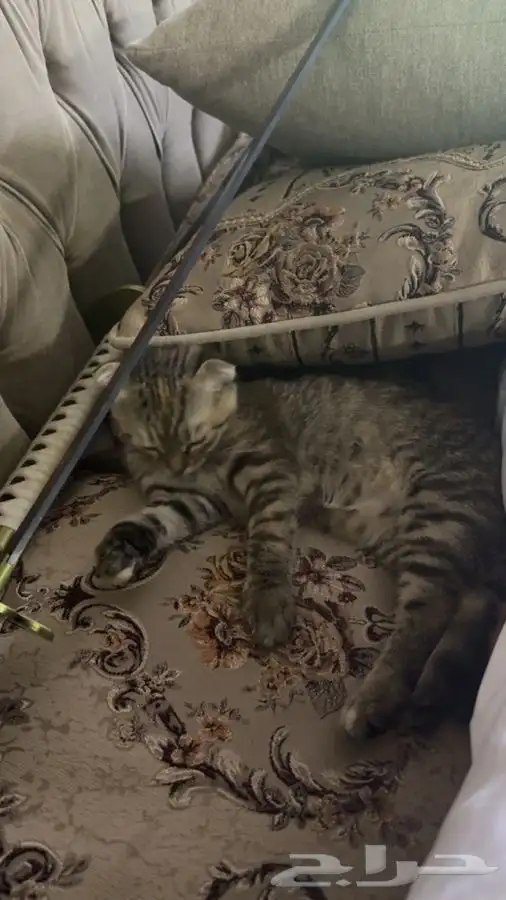 للبيع قطين اذاني مسفوطه  الام سكوتش الاب للامانه ما ادري 2