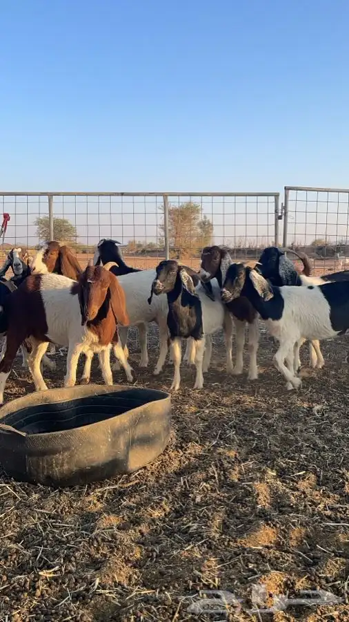 للبيع معزا هجين بورقت 4