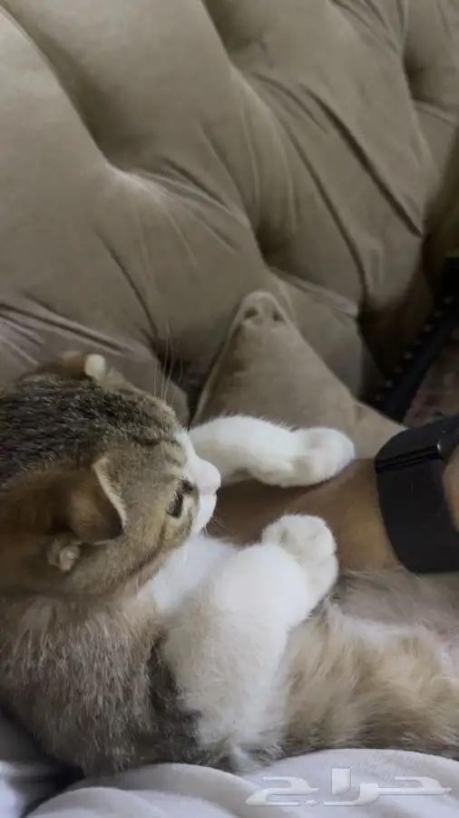 للبيع قطين اذاني مسفوطه  الام سكوتش الاب للامانه ما ادري 1