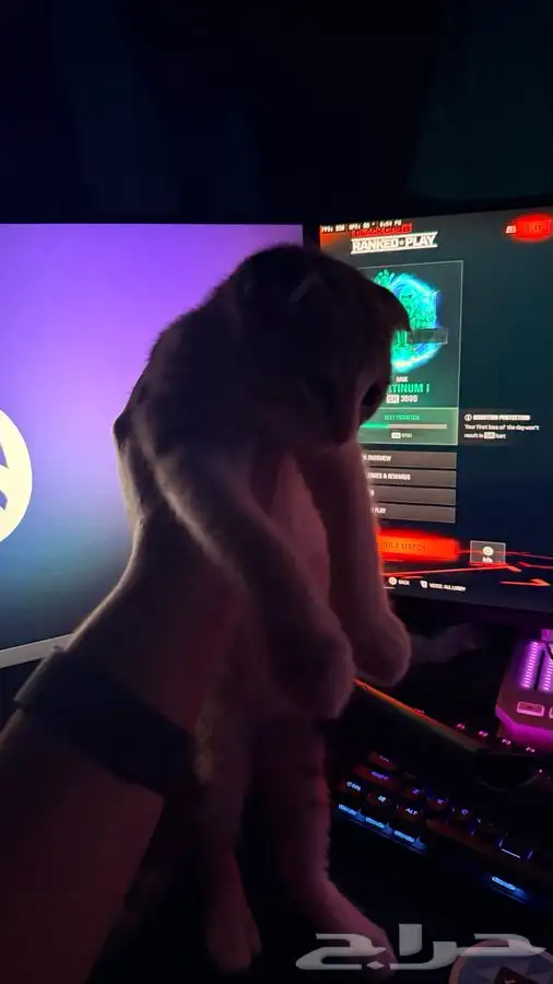 للبيع قطين اذاني مسفوطه  الام سكوتش الاب للامانه ما ادري 7