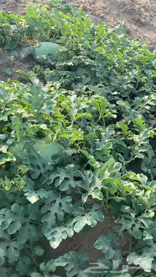 حبحب عثري للبيع 3