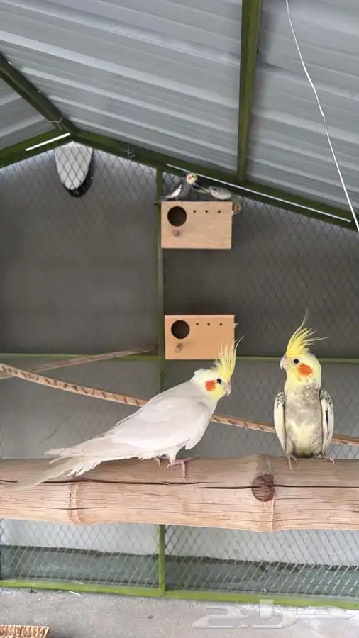 زوج كروان للبيع 2