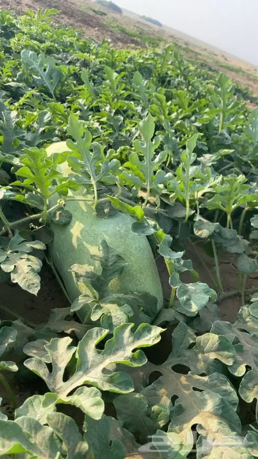 حبحب عثري للبيع 2