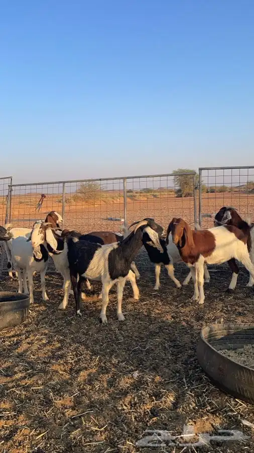 للبيع معزا هجين بورقت 1